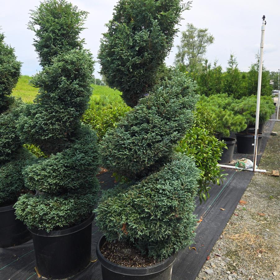 Chamaecyparis pisifera 'Cyano-viridis'