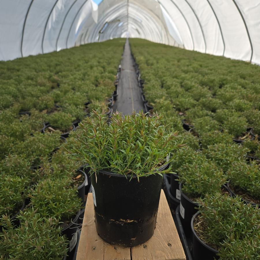 Phlox subulata Scarlet Flame