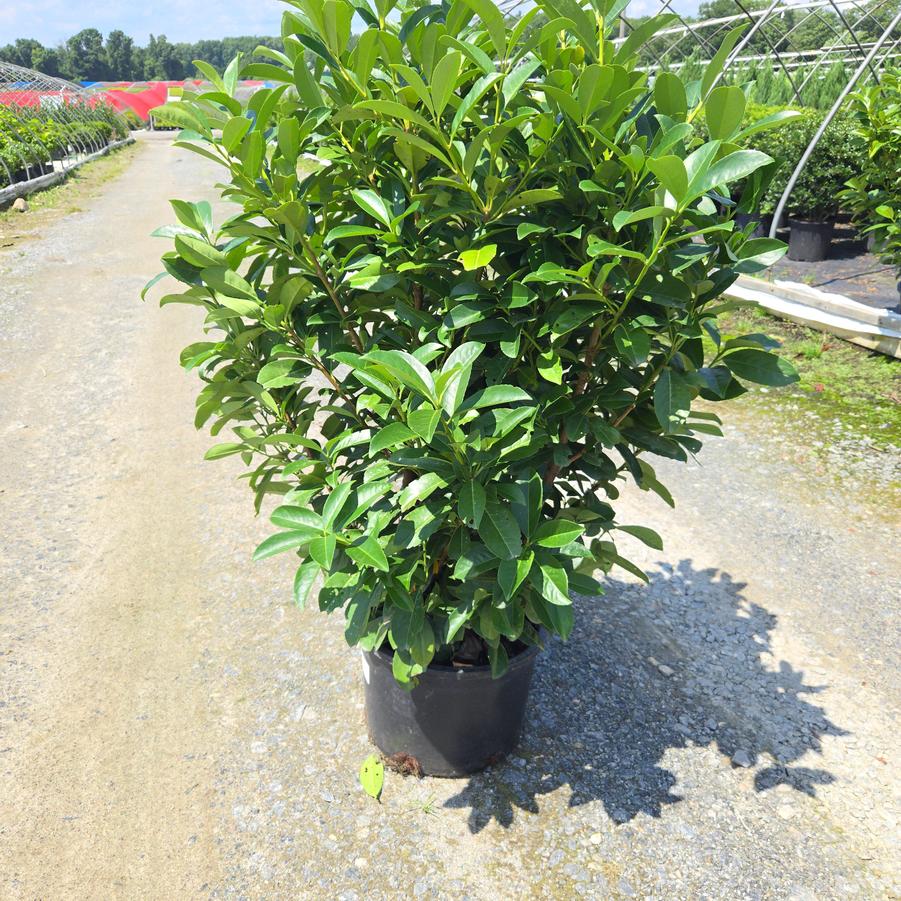 Prunus laurocerasus 'Nana'