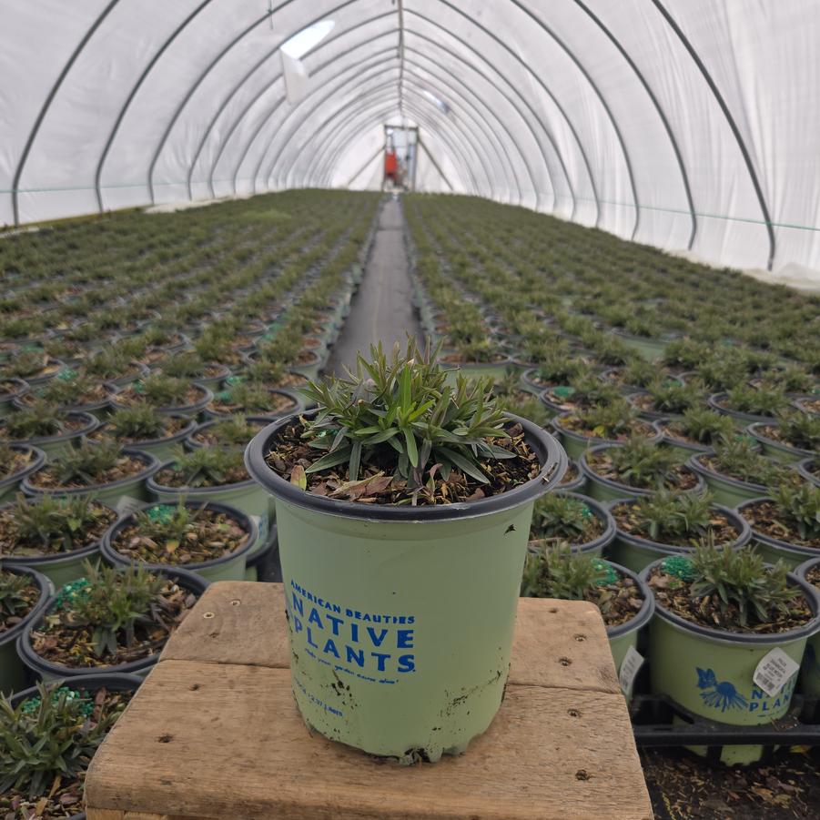 Phlox divaricata 'Blue Moon'