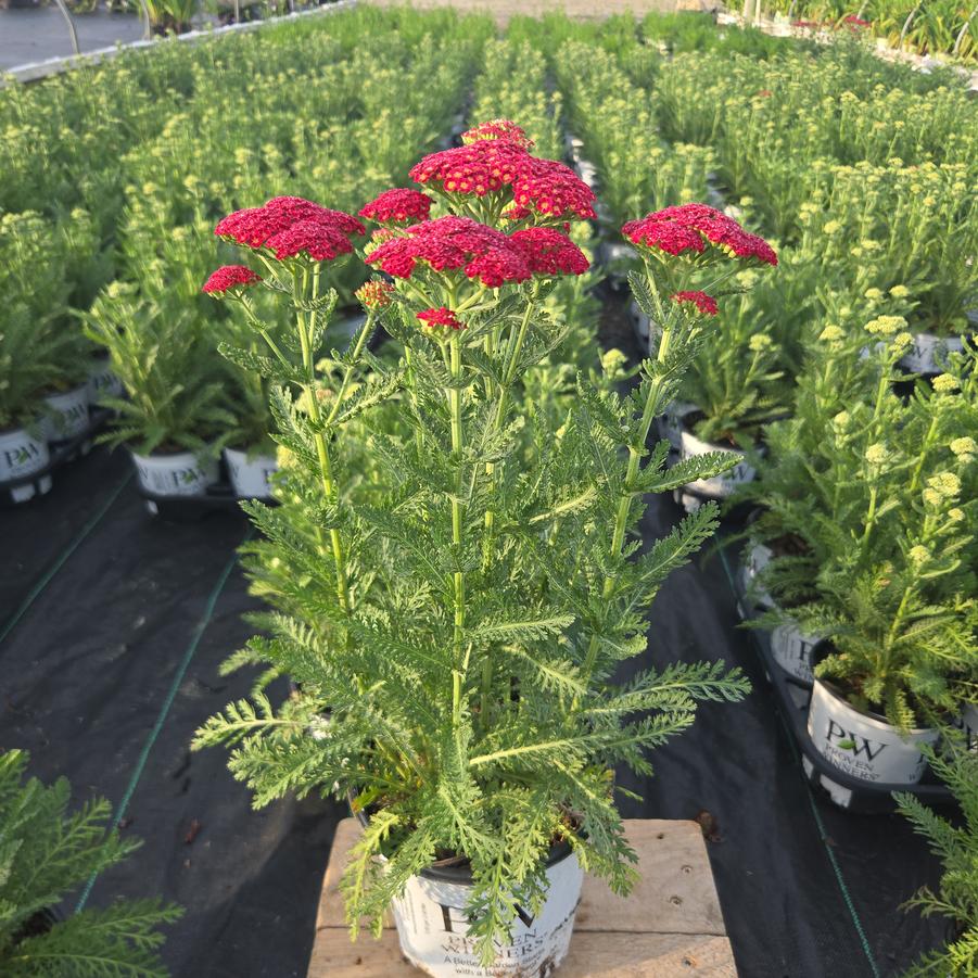 Achillea x 'Firefly Red Pop'