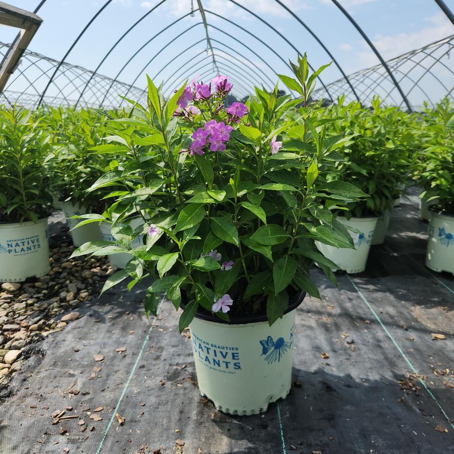 Phlox paniculata Blue Paradise
