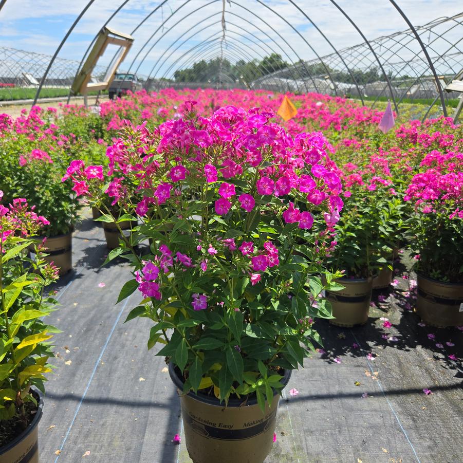 Phlox Volcano® Pink