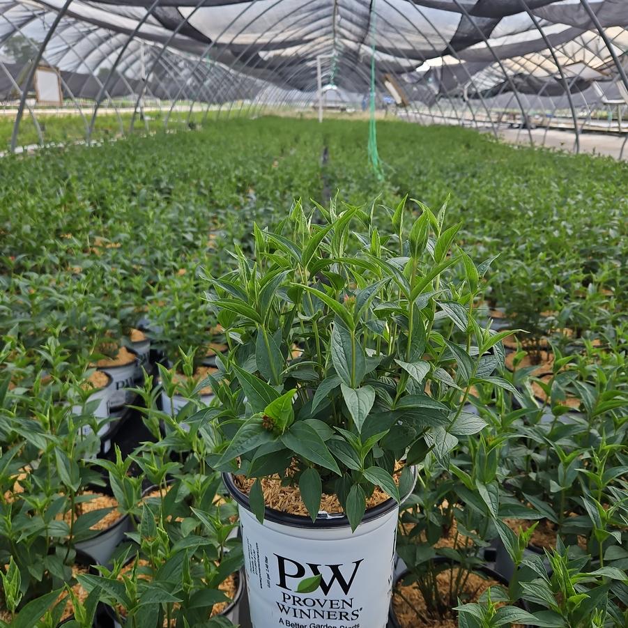 Spigelia marilandica 'Apple Slices'