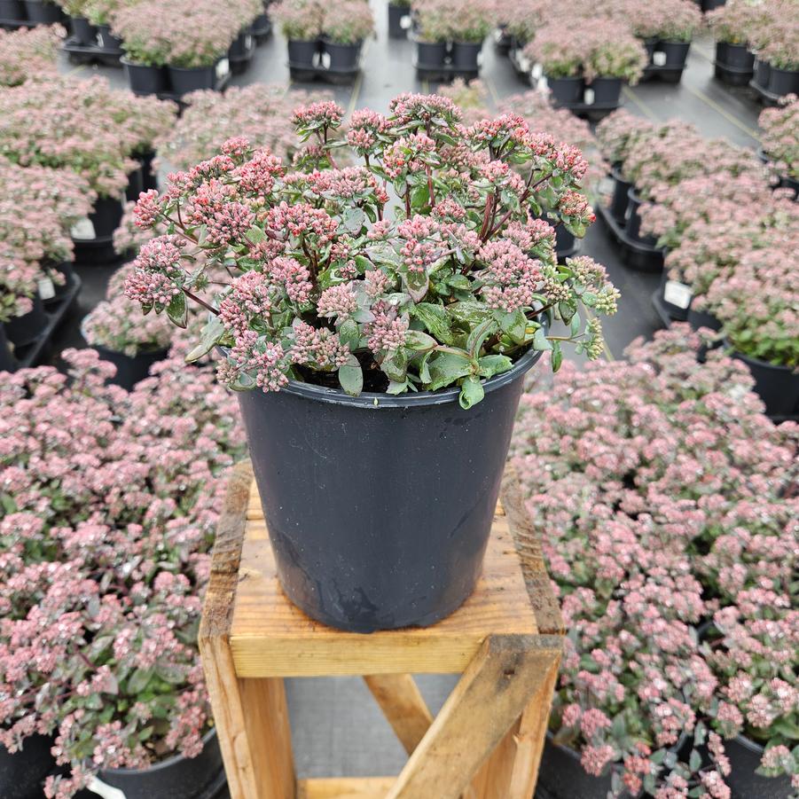 Sedum x Sunsparkler® 'Sapphire Tuffet'