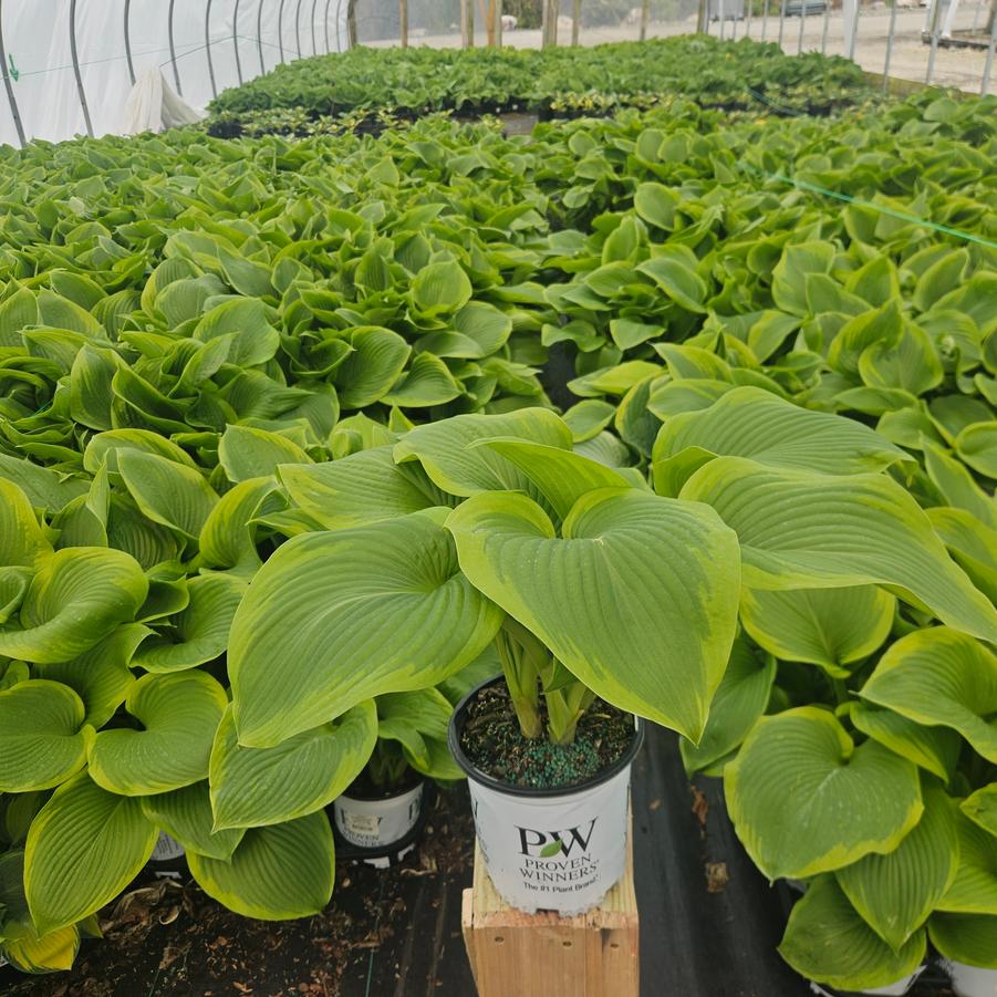 Hosta x Shadowland® 'Lone Star'