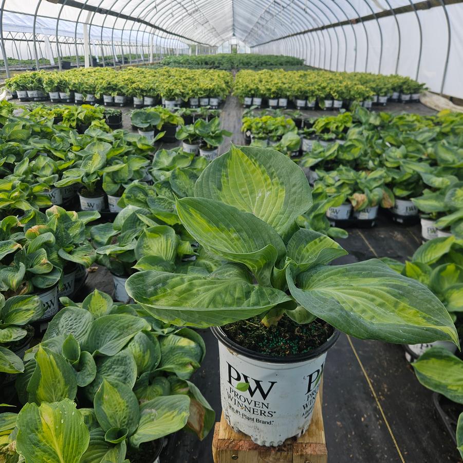 Hosta x Shadowland® 'Sound of Music'