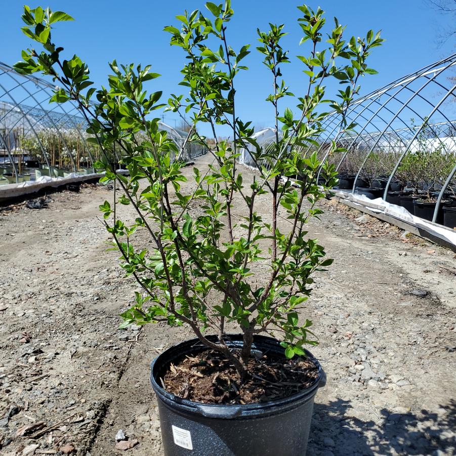 Prunus x Romance 'Crimson Passion'