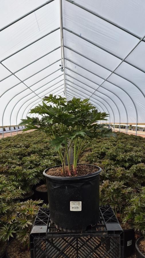 Paeonia x ITOH 'Cora Louise'