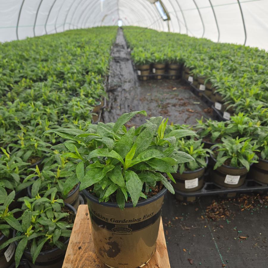 Phlox Volcano® Purple with White Eye