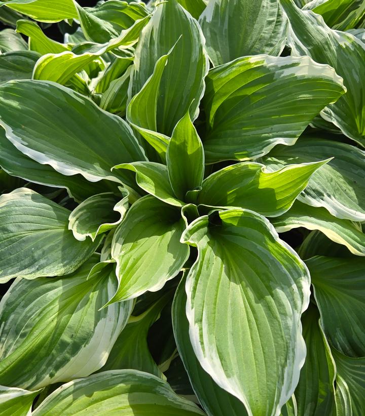 Hosta 'So Sweet'