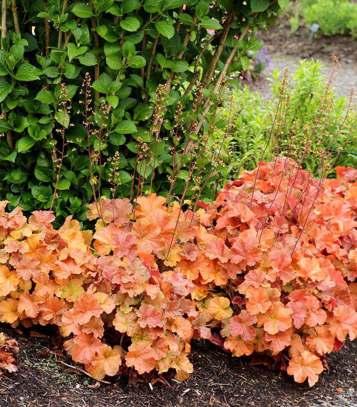 Heuchera Northern Exposure™ Amber