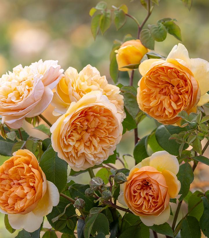 Rosa Bring Me Sunshine