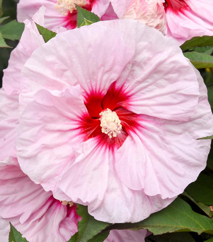 Hibiscus x Summerific® All Eyes on Me