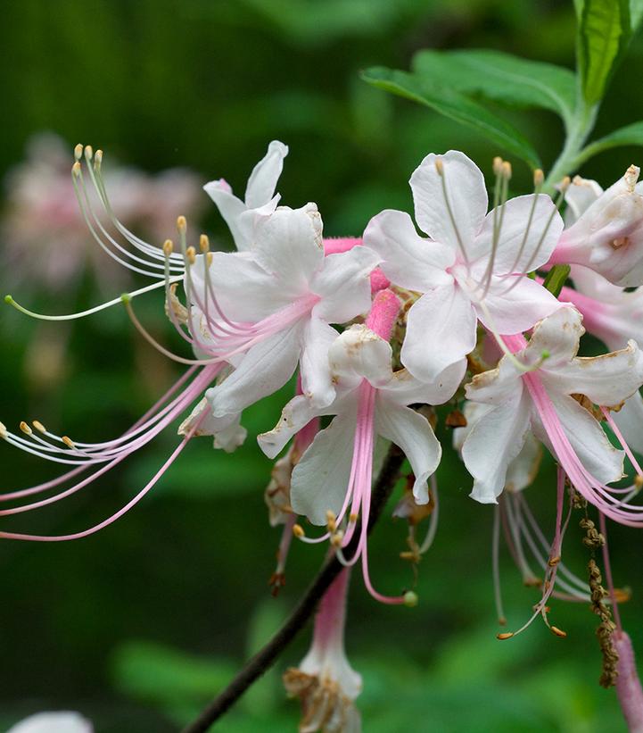 Azalea canescens 