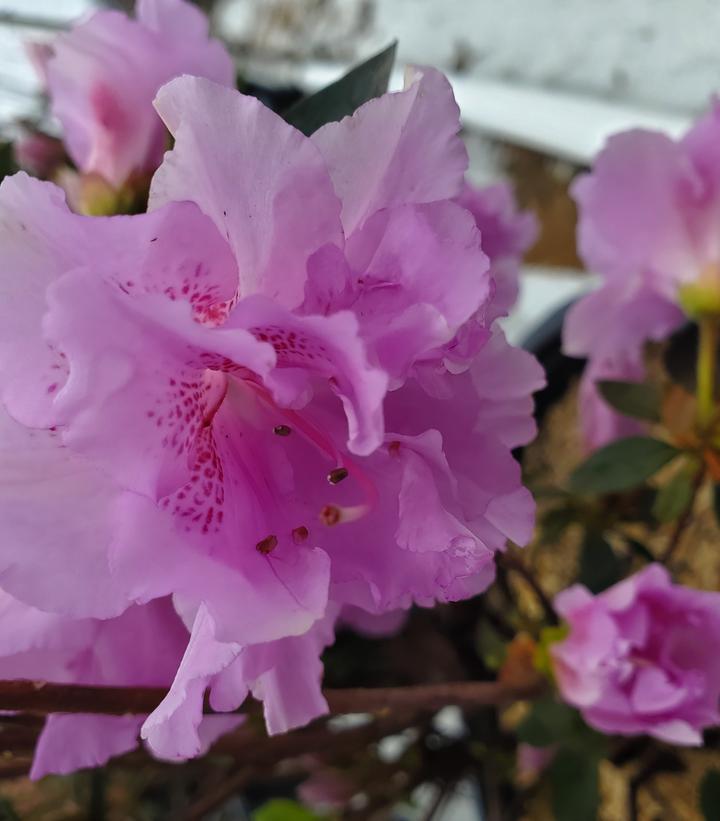 Azalea x 'Elsie Lee'