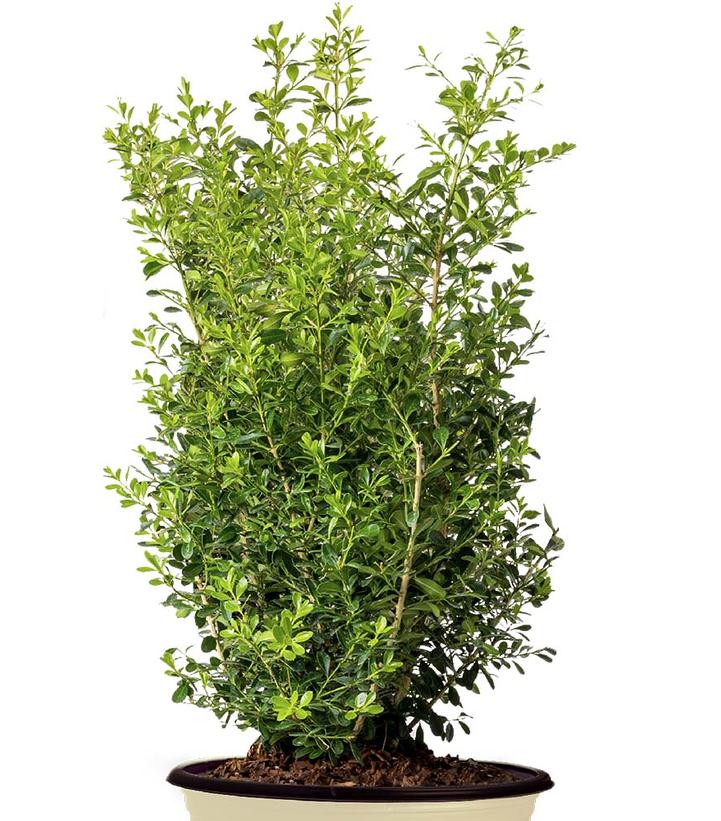 Buxus x Skylight™
