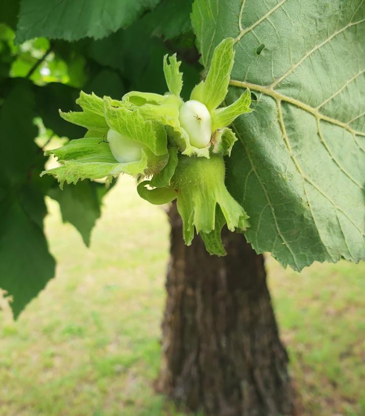 Corylus americana 