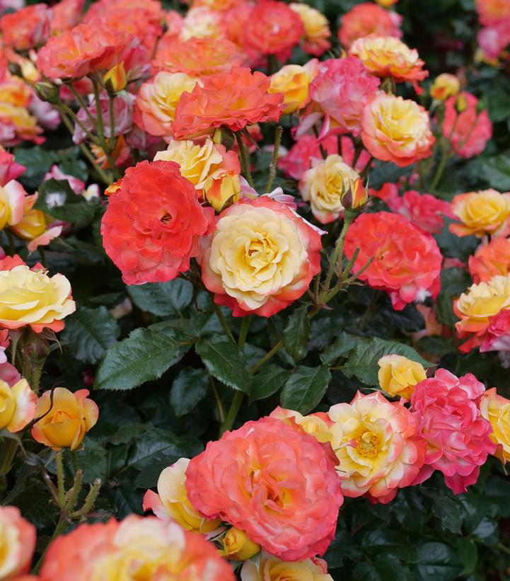 Rosa x Oso Easy En Fuego™