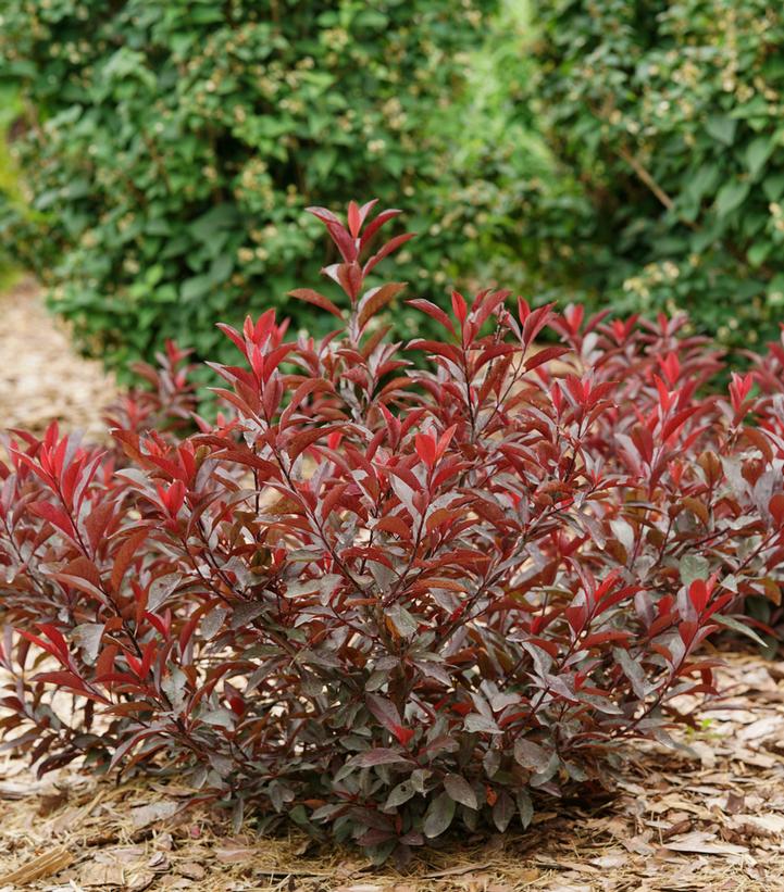 Prunus x cistena Stay Classy®