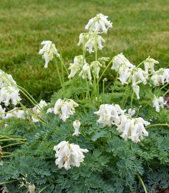 Dicentra x 'White Diamonds'