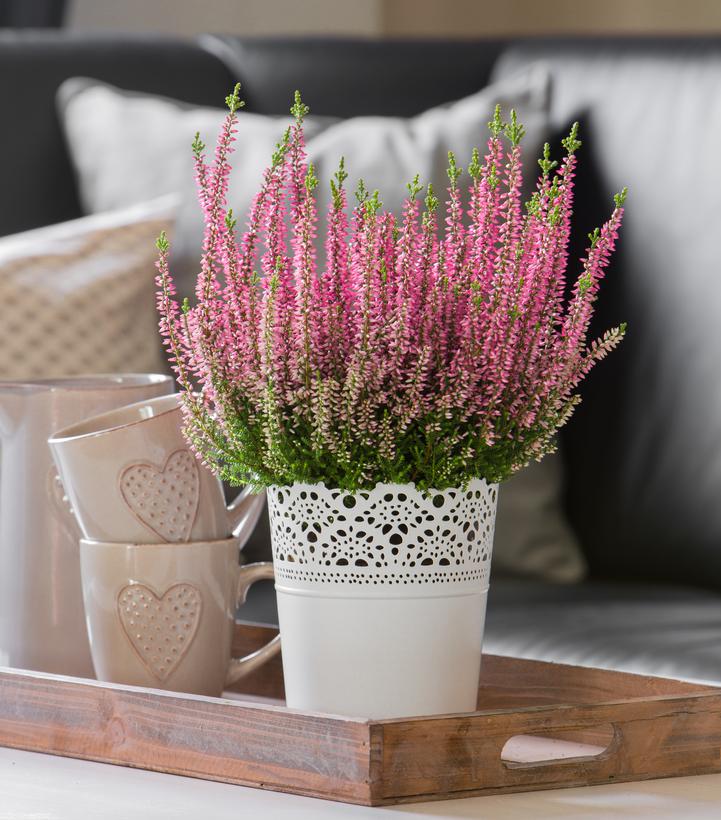 Calluna vulgaris Beauty Ladies® Magda