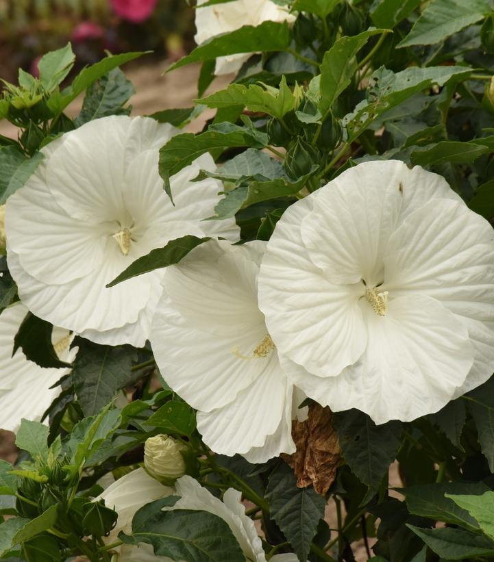 Hibiscus x Marshmallow Moon