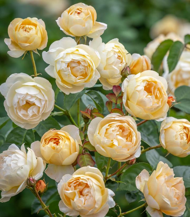 Rosa Dannahue™