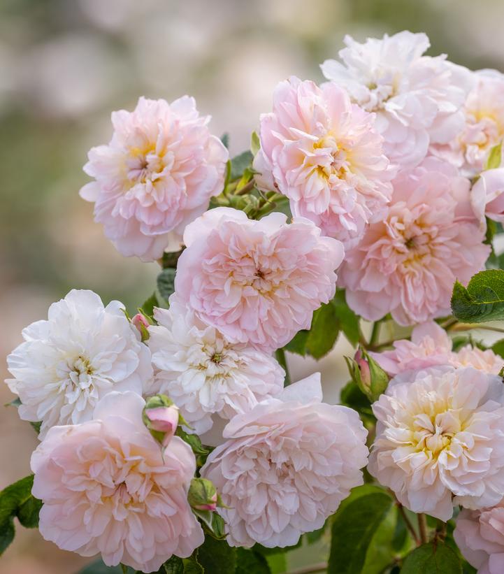 Rosa Elizabeth®