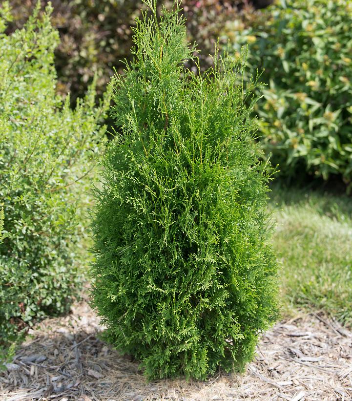 Thuja occidentalis Tall Guy®