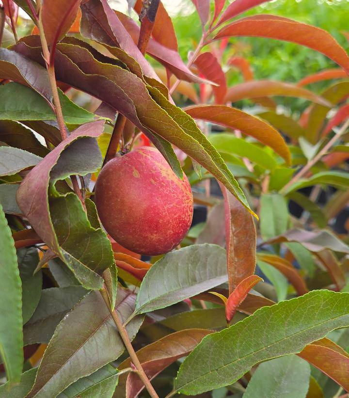 Nectaplum 'Spice Zee'