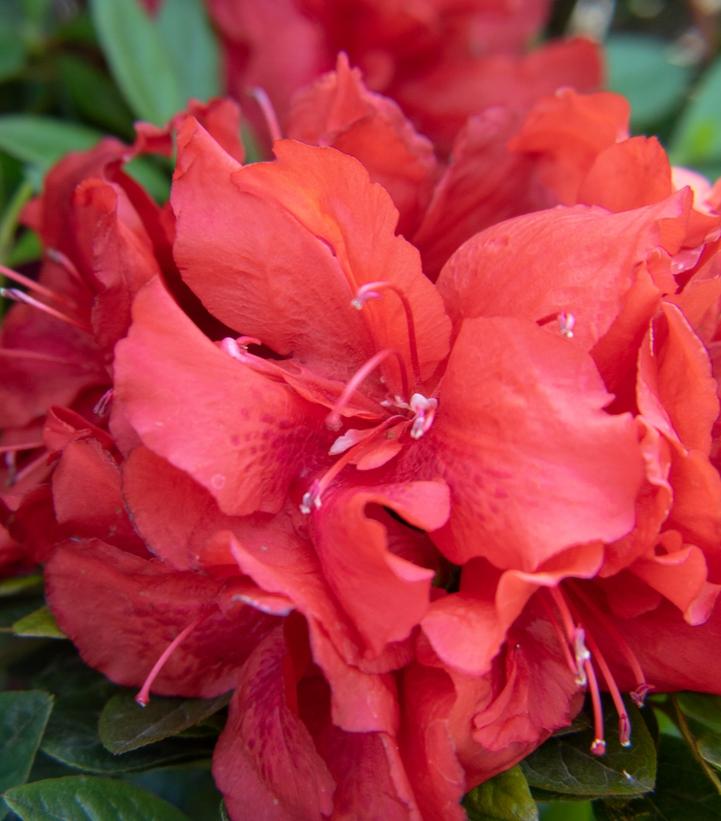 Azalea Ever After™ Ruby