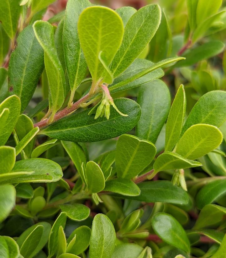 Arctostaphylos uva-ursi 'Massachusetts'