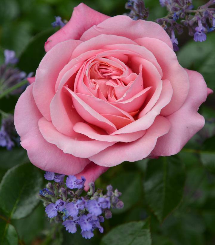 Rosa Showpiece™ Blush