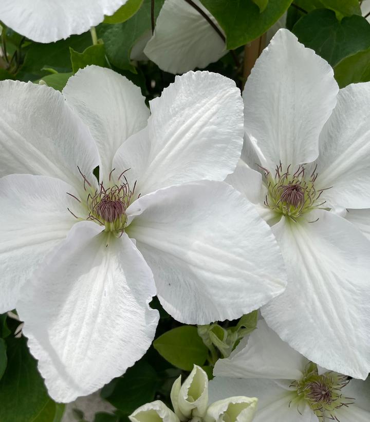 Clematis x Guernsey Flute™