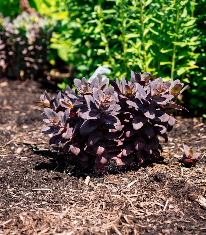 Sedum x Puff Pastry™ 'Raspberry'