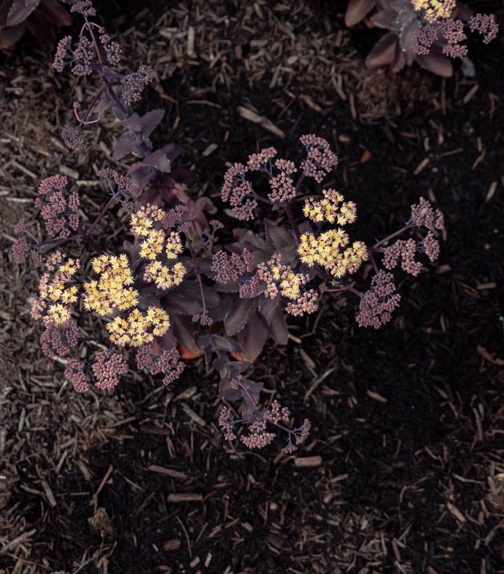 Sedum x Puff Pastry™ 'White Chocolate'