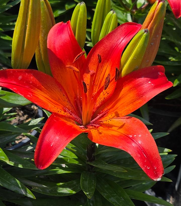 Lilium asiatic Fantasiatic Red