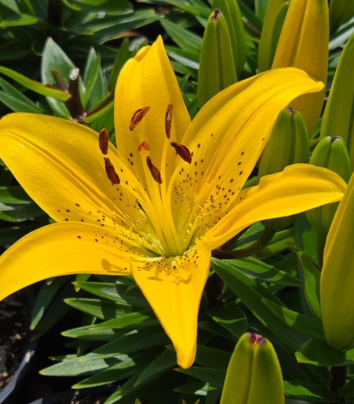 Lilium asiatic Fantasiatic Yellow