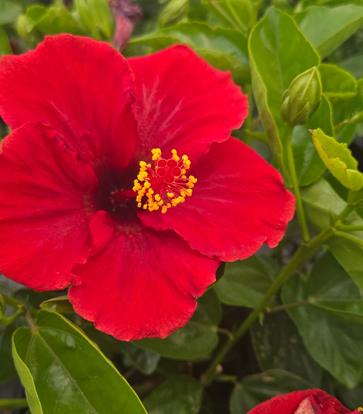Hibiscus rosa-sinensis Hollywood Hibiscus® Hot Shot™