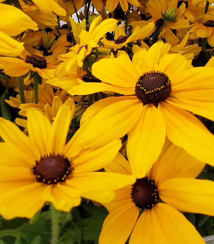 Rudbeckia hirta 'Sunspot Gold'
