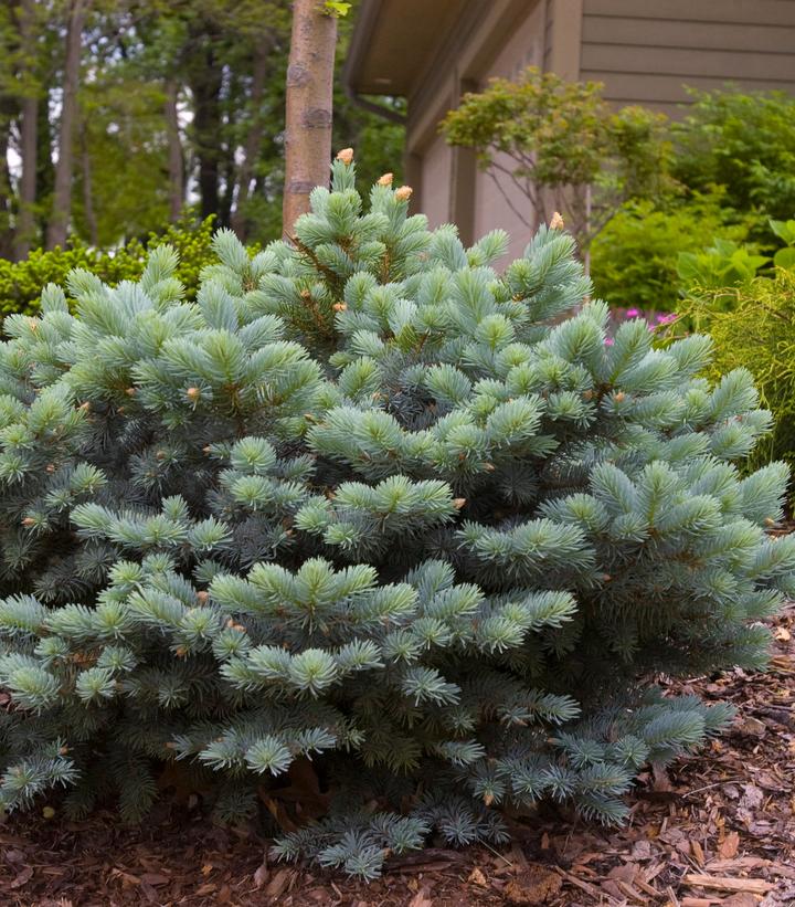 Picea pungens glauca 'Globosa'