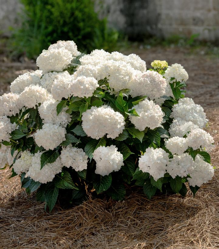 Hydrangea macrophylla Endless Summer® Dreamcloud®