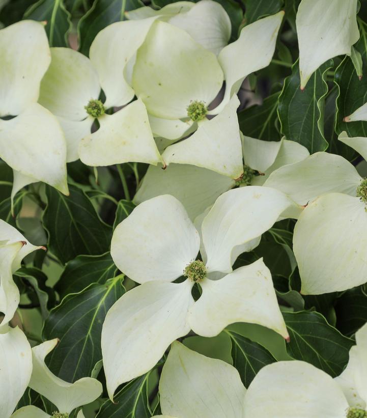 Cornus kousa 'Greensleeves'
