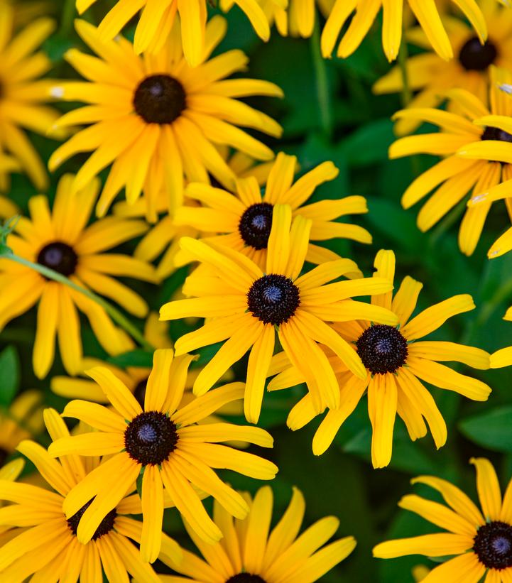 Rudbeckia x 'Treasure Trove'
