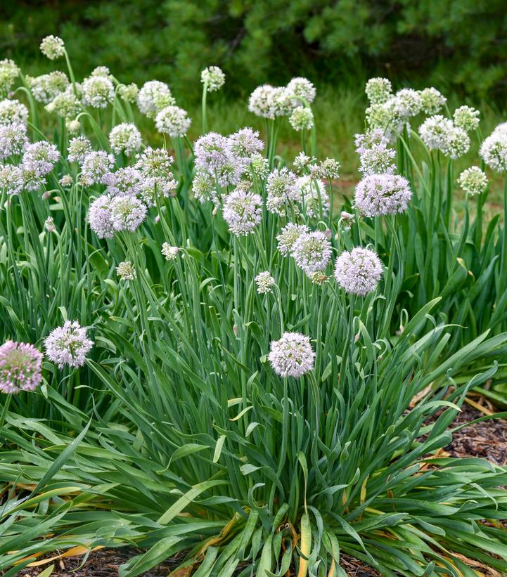 Allium x 'Bobblehead'