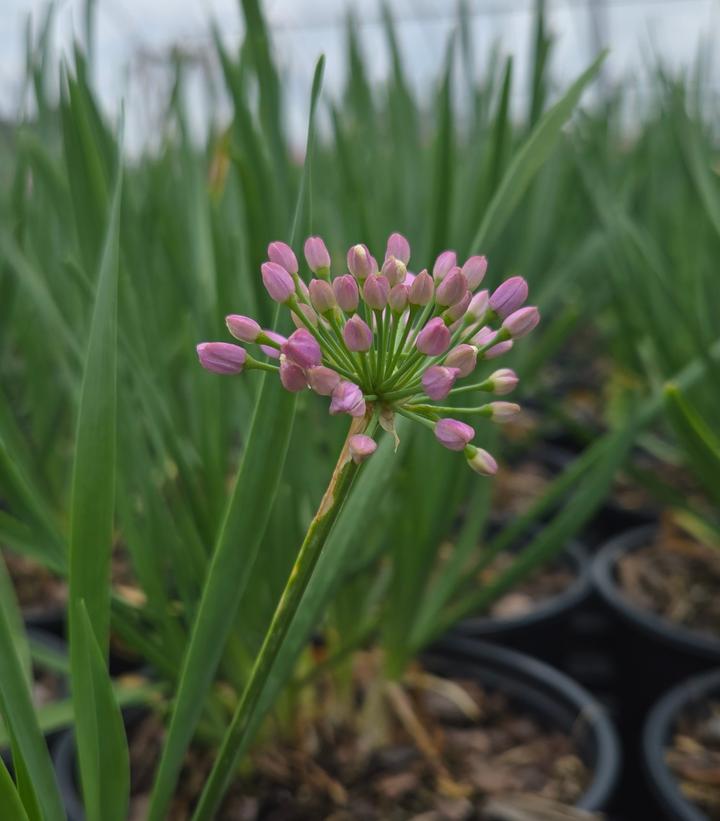 Allium x Cobalt Millenium