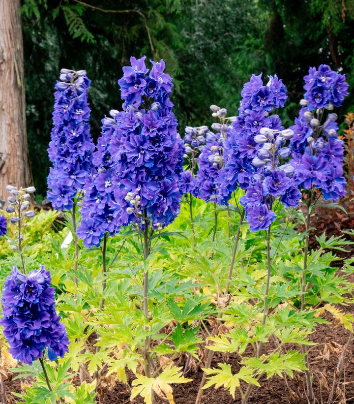 Delphinium x Laser Beam™