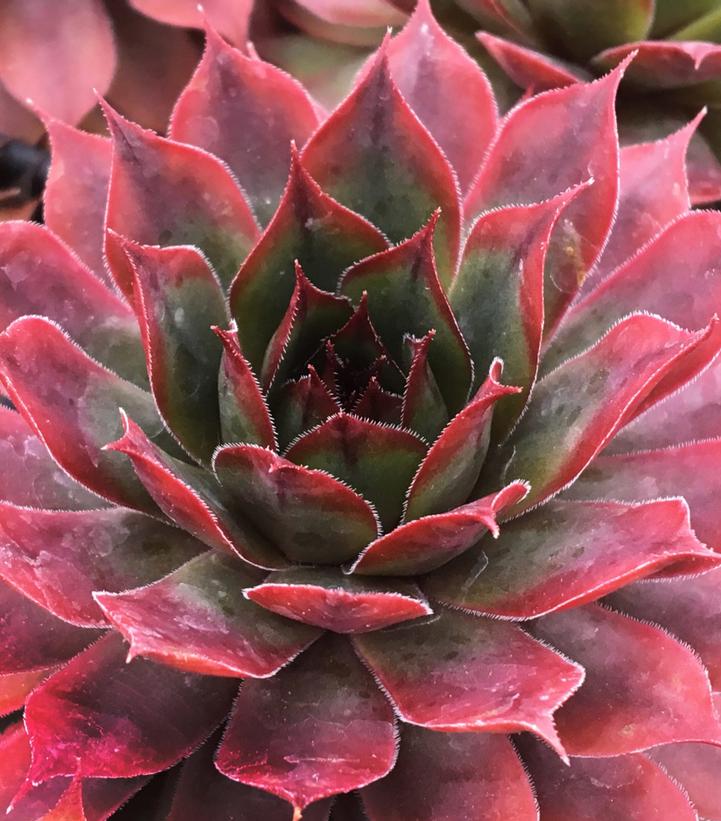 Sempervivum Chick Charms® Autumn Apple™