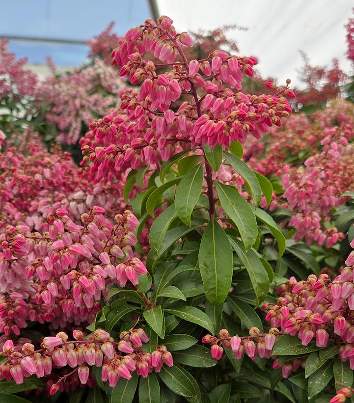 Pieris japonica Enchanted Forest® Impish Elf™